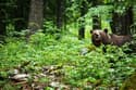 Na območju Petrovč in Radeč občani opazili medveda, prav tako na Koroškem. Kako ravnati, če ga opazite?
