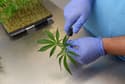 Konoplja v medicinske namene: posel, vreden več milijard evrov