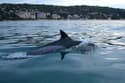 (VIDEO) Pred Izolo in Koprom plava delfin, ki se nenavadno obnaša