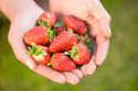 Kaj se zgodi v telesu, če vsak dan jemo jagode? Odgovor vas bo presenetil