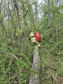 (FOTO) Nesreča pri podiranju drevesa: Na občana padlo drevo