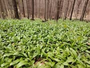 Poznate razlike med čemažem in strupenimi rastlinami? Dve osebi marca umrli zaradi te zamenjave