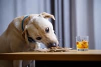 Psu nikar ne dajte te hrane s svojega krožnika, posledice so lahko usodne