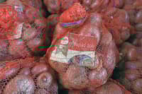 Za promocijo ptujskega lüka 620.000 tisoč evrov