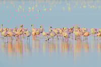 (FOTO) Pri naših sosedih vas čakajo morje rožnatih plamencev in čarobna mesteca, ki so skoraj brez turistov