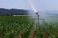 Gorišnica: Kmetije že z namakalnimi sistemi, a zaradi zamaknjenega razpisa ni dovolj opreme