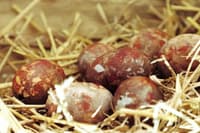 Bi radi imeli bele pirhe? Potrebujete nekaj, kar skoraj zagotovo imate v kuhinji ...