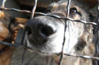 V ljubljanskem zavetišču opozarjajo na naraščanje števila zapuščenih živali