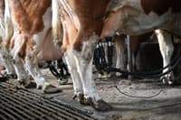 Da bi si zagotovili odvoz mleka, dokupili živali, zdaj jih morajo prodati