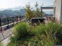 Zelene strehe: Naložba v bolj kakovostno bivanje in trajnostno prihodnost