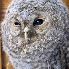 Poginila je sovica, ki so jo v Mestnem parku napadle vrane