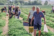 (FOTO) Jagodna mrzlica v Mariboru: Ljudje v vrsti že ob pol sedmih, vedra pa polna v desetih minutah