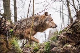 Krvava panika pred Ikeo: Volk ugriznil žensko v obraz