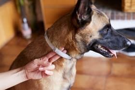 Klopi, bolhe in peščene muhe: kako učinkovito zaščititi psa ali mačko