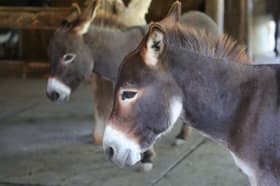 Osli proti Slovencu 1:0. Hrup in smrad naj bi mu kratili dostojanstvo, zagotovljeno v ustavi