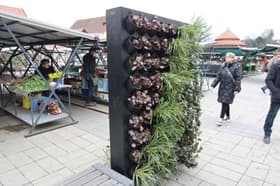 (FOTO) Nova zelena točka v Mariboru: Osrednja tržnica dobila vertikalni vrt