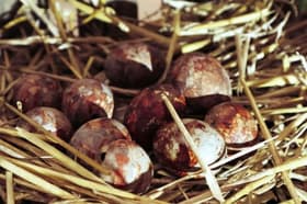 (ČASTNIK) Povelikonočni psalm: Največ volilo jih je Goloba, a s kom naj zdaj potico zoba