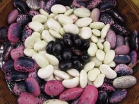 Nasveti Miše Pušenjak: Od A do Ž o sejanju in pikiranju – in večna dilema