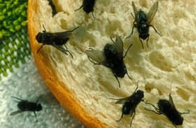 Trik za dom brez muh, ki bi ga moral poznati vsak. Kako se znebiti te nadloge?