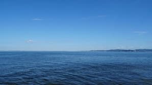 Znanstveniki so pred obalo Japonske odkrili skrivnostno žival