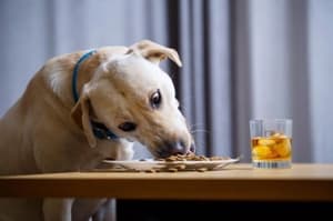 Psu nikar ne dajte te hrane s svojega krožnika, posledice so lahko usodne