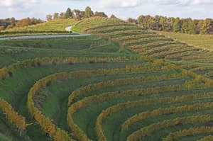 Okusi Haloz vabijo: Začenja se kulinarična avantura med vinogradi