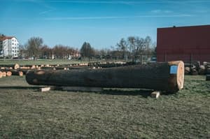 Dražba lesa v Gornji Radgoni: Les bo potoval tudi na portugalsko Madeiro