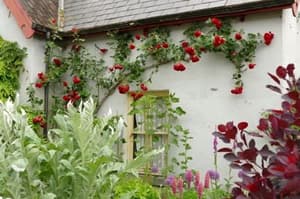 (FOTO) Nasveti Matica Severja: Vrtnice so najlepše v družbi