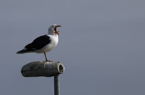 Zaradi ukradenega krompirčka ubil galeba in pristal v zaporu