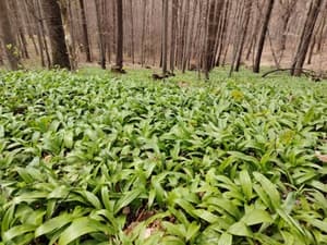 Poznate razlike med čemažem in strupenimi rastlinami? Dve osebi marca umrli zaradi te zamenjave