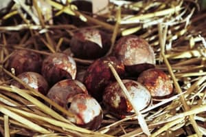 (ČASTNIK) Povelikonočni psalm: Največ volilo jih je Goloba, a s kom naj zdaj potico zoba