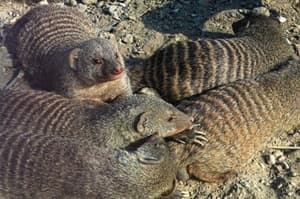 Na Mljetu so se razmnožili mungi, nakup pasti zanje pa je sprožil buren odziv domačinov