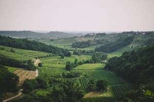 DOK Brda 2026: Ko kleti odprejo vrata in vino postane zgodba