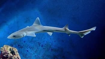 Ste vedeli, da imamo v našem morju več vrst morskih psov, kot mislimo?