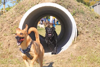 (FOTOGALERIJA) Pasje veselje v prvem mariborskem pasjem parku