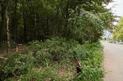 (FOTO) Sečnja v Betnavskem gozdu