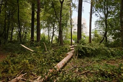 (FOTO) Sečnja v Betnavskem gozdu