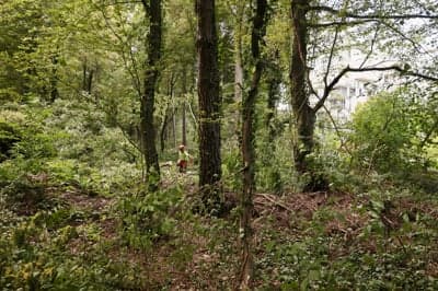 (FOTO) Sečnja v Betnavskem gozdu