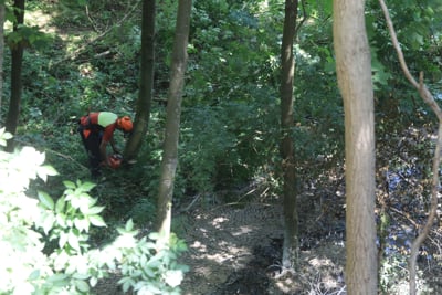 Tragična delovna nesreča v gozdu: Na 29-letnega delavca padel del debla