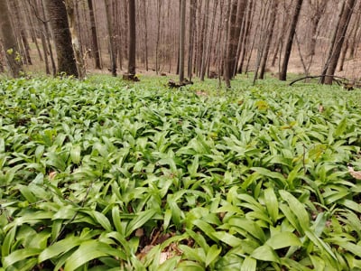 Poznate razlike med čemažem in strupenimi rastlinami? Dve osebi marca umrli zaradi te zamenjave