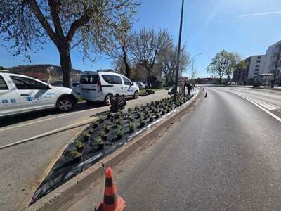 (FOTO) V Čufarjevi ulici Nigrad zasadil 43 okrasnih češenj