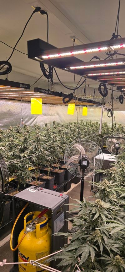 (FOTO) Hišna preiskava: Pri 30-letniku našli 180 sadik konoplje, kako bodo ukrepali policisti?