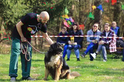 Zavetišče za živali Maribor odpira vrata: Parada tačk in zgodbe posvojitev