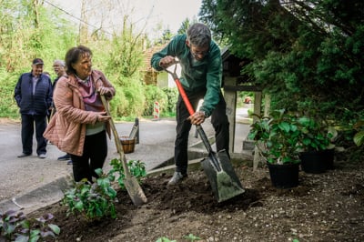 Florina se vrača: Hortenzije na Studencih napovedujejo zeleno prebujanje Maribora