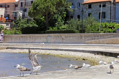 Nemški mediji opozarjajo: Na hrvaški obali preži nevarnost!