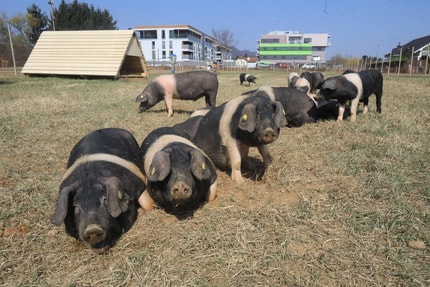 Preiskavo NPU sprožila prodaja zemljišča s "slavnimi" pujski