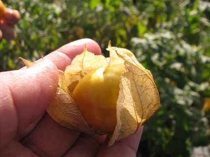 Vrtnarski nasveti Miše Pušenjak: Andska jagoda - spoznajmo manj znano vrtnino, ki ima veliko vitamina C