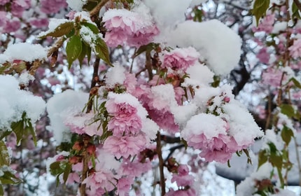 Sneg do nižin in ohladitev: Kmetje naj zaščitijo nasade, večje škode sicer ne pričakujejo