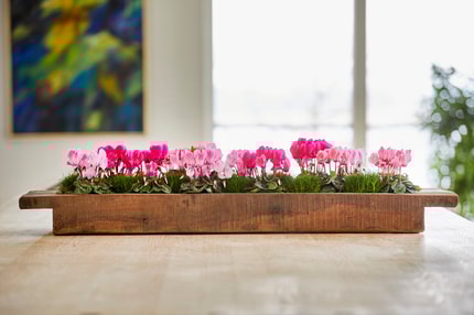 (FOTO) Nasveti Matica Severja: Enostavno do cvetočega stanovanja in na kaj moramo biti pozimi posebej pozorni