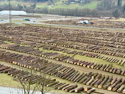Pred licitacijo lesa v Slovenj Gradcu: Izstopale ponudbe za hrast, cene višje kot lani